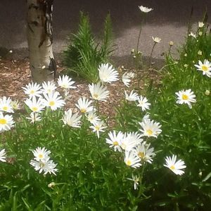 Meet your Posher, Debra